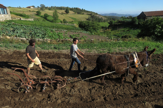 Tracción Animal burro agricultura de montaña Foto APTRAN