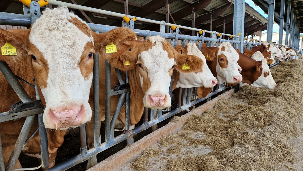 pesebre vacas fleckvieh apaisada