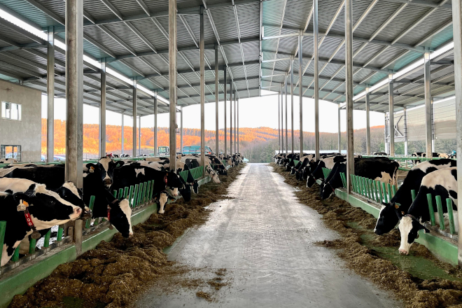 LELY GANDERIA LODOS PESEBRE VACAS ESTABLO 1