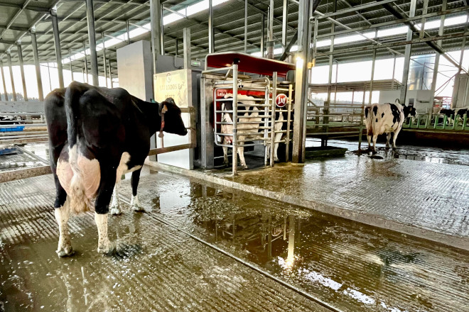 LELY GANDERIA LODOS ROBOT MUXIDO