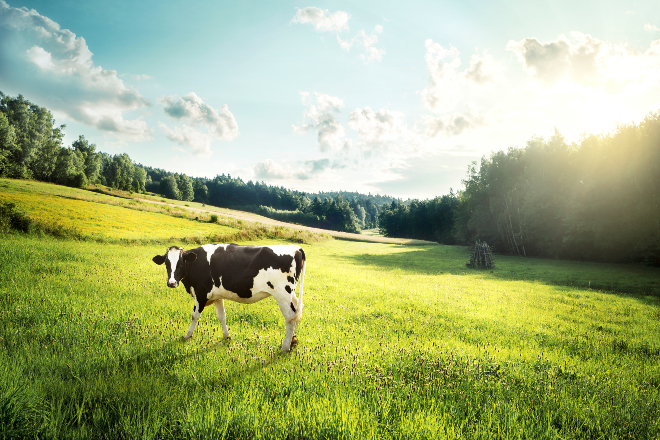 Horse and cow pasture on a glade
