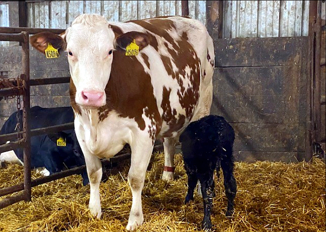 MILK UNLIMITED (Iowa) vaca procross parideira