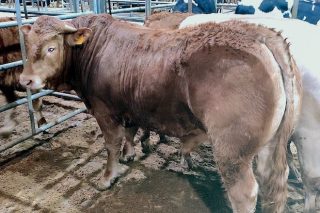 O animal na Lonxa de Silleda, o pasado martes.