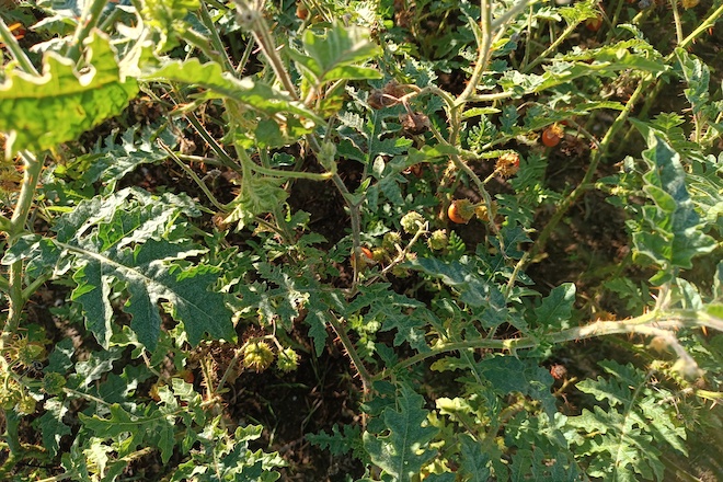 Planta de tumba cabalos. 
