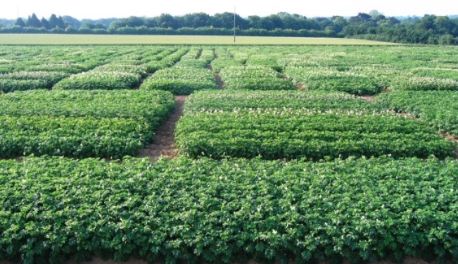 Campos de ensayo de nuevas variedades realizado en Bretagne Plants.