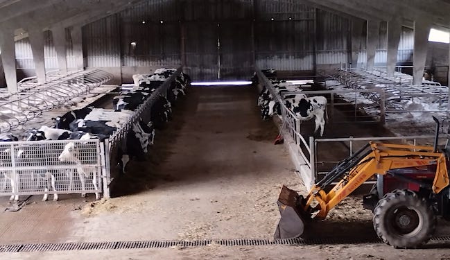 nave recria vacas secas_Ganderia Xoco