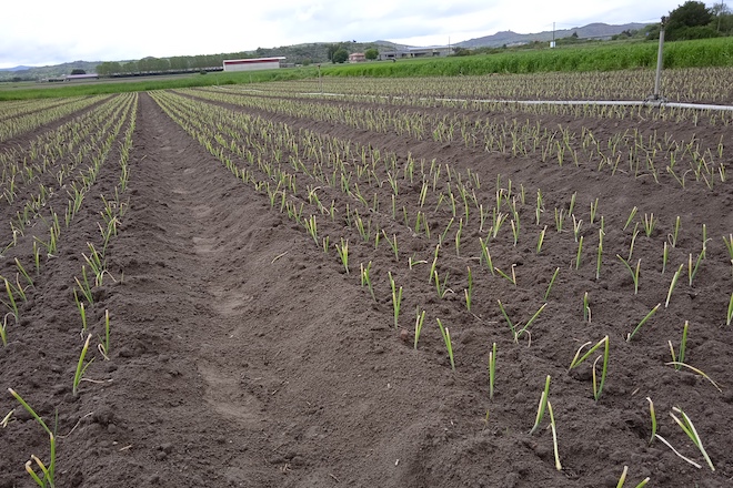 Cebolas trala plantación_Coop Postoiro_