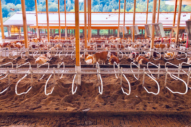 En 2017, o novo establo para 200 vacas leiteiras púxose en funcionamento con 4 robots Lely de muxido. Foto: Manrique-Gómez
