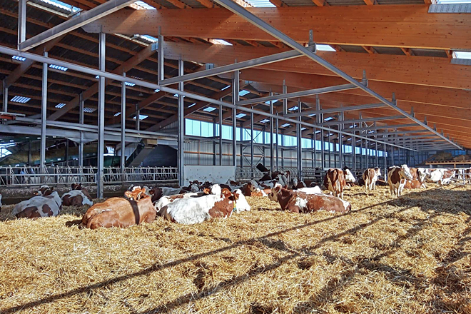 Los animales están en estabulación libre, con parrillas en la zona de alimentación y cama caliente de paja en la zona de descanso