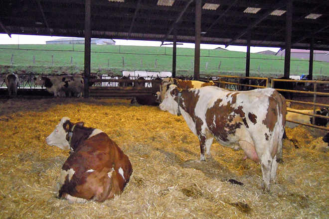 O gando está en cama libre de palla, que usan despois para a planta de biogás