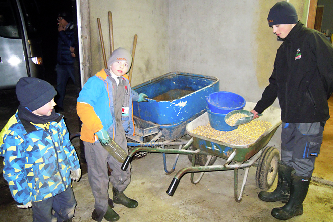 Os netos, dando unha mestura de grao de millo enteiro e concentrado ás becerras pequenas