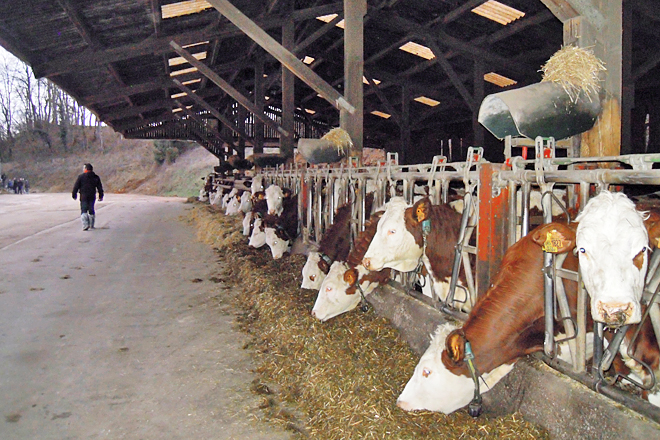 Nave de recría de xovencas, que cubre as necesidades da granxa e permite vender os excedentes