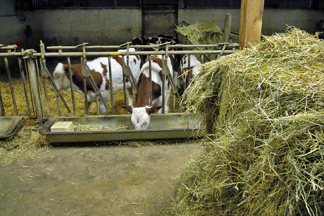 Animales de recría