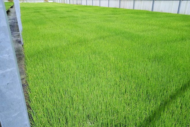 Plántulas de cebola no sementeiro_Coop Postoiro