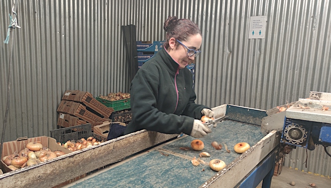 Una de las trabajadoras de la Cooperativa Postoiro durante el proceso de selección y clasificación de las cebollas.