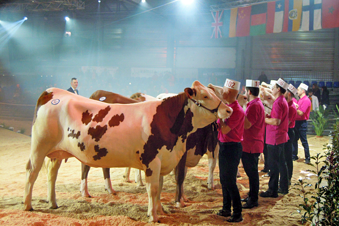 Feria y concurso de raza montbeliarde que todos los años se celebra en Besançon