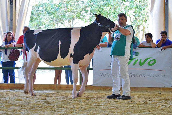 Norberto, cunha xovenca nun dos habituais concursos aos que acoden co seu gando