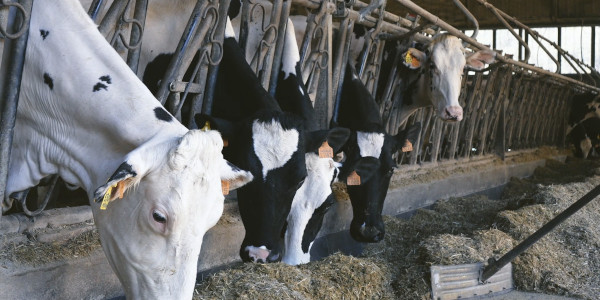 GANDERIA ENCANTO NATURAL PORTUGAL VACAS APAISADA PESEBRE 1