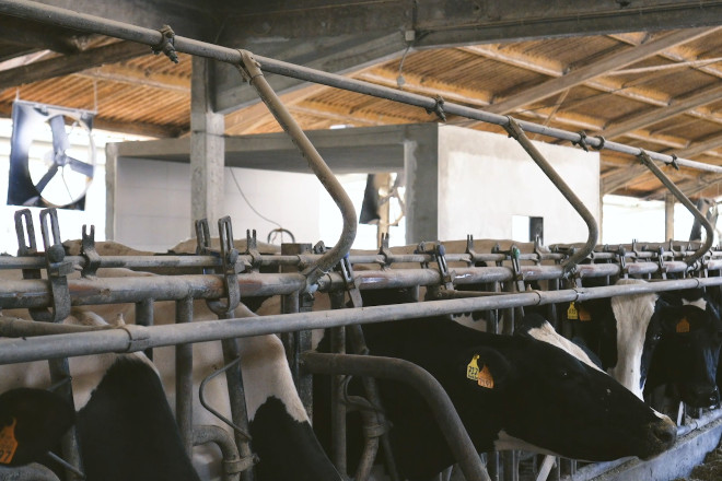 Dispoñen de aspersores e ventiladores para aminorar a calor no verán