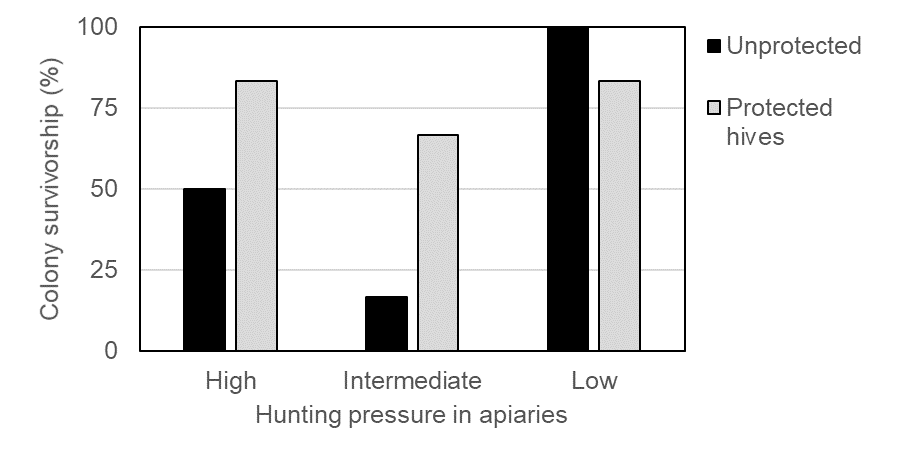 Gráfico sobre la presión de la depredación en colmenas protegidas y desprotegidas. / Fuente: Rojas‐Nossa, S. V., Dasilva‐Martins, D., Mato, S., Bartolomé, C., Maside, X., & Garrido, J. (2022)