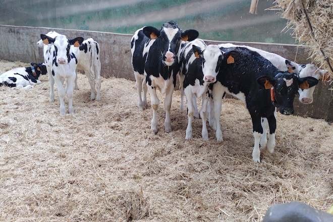 Recría en SAT Carballeiras