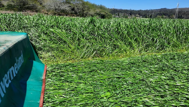 corta herba _ensilado _