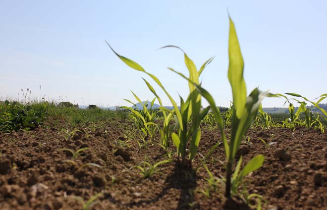 on a very sunny day in june in south germany you see little young maize plants in fresh green light color and very bright blue sky and brown earth on ground