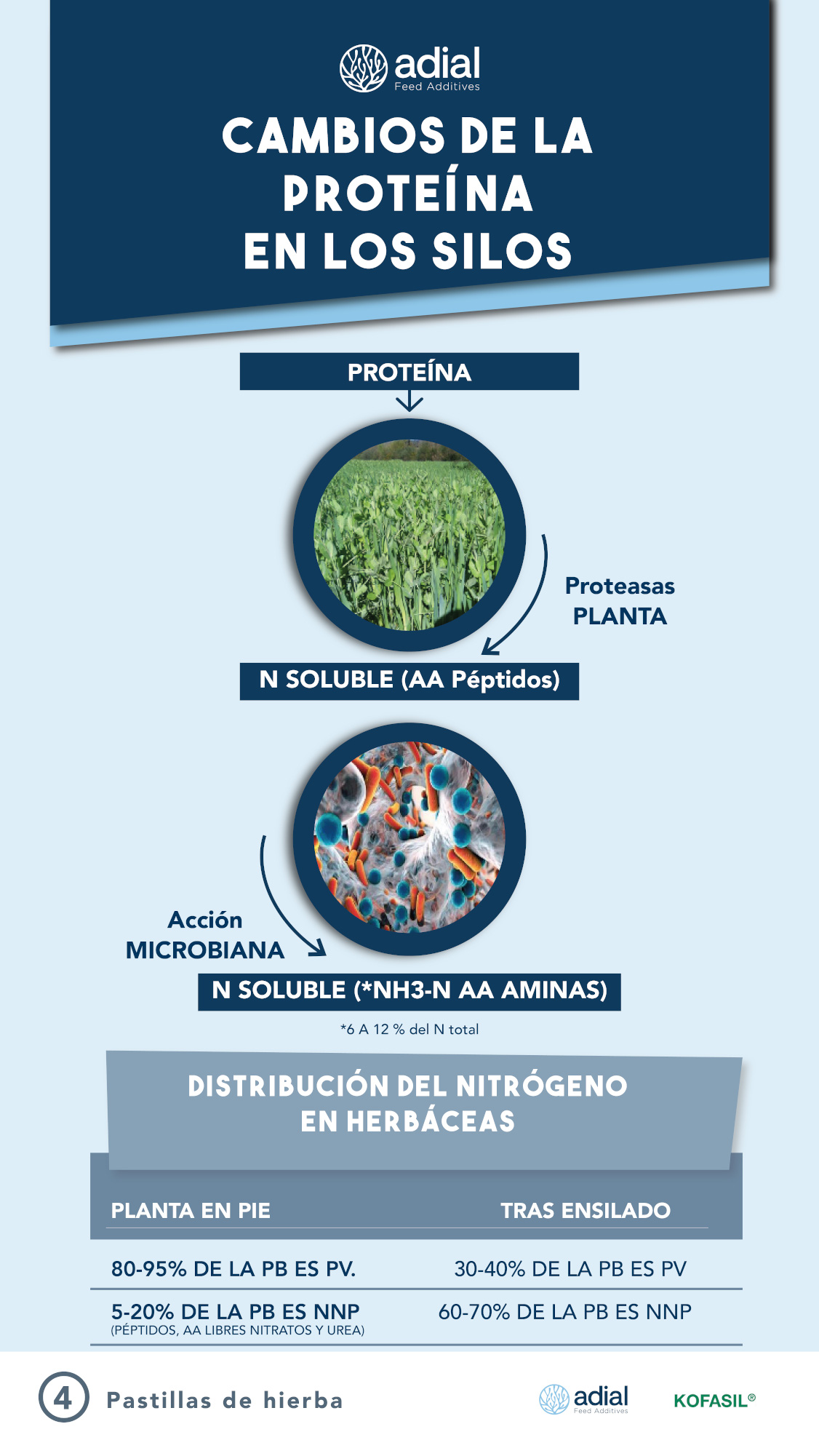 ADIL_PILDORA 4_PILDORAS DE HIERBA-01