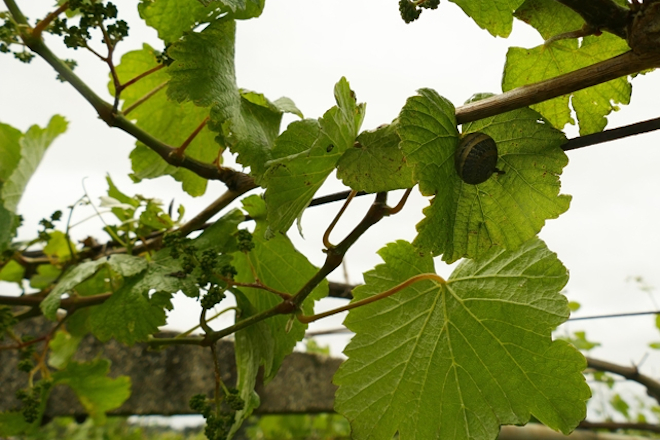 Caracois nos gromos das viñas. Mancha nova de mildio incipiente. Foto: Estación Fitopatolóxica do Areeiro