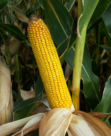 Mas 54.H-silo