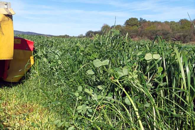 Ensilado de raigrás e trebo anual na zona de Chantada nunha parcela en rotación con millo