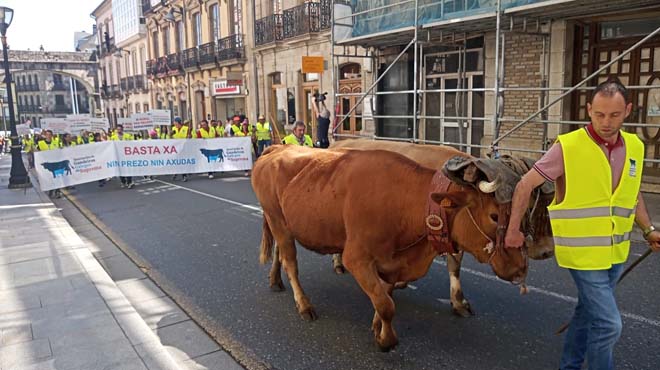 vacas marcha