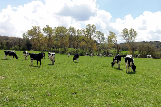 Las vacas secas y las novillas salen a pastar todos los días