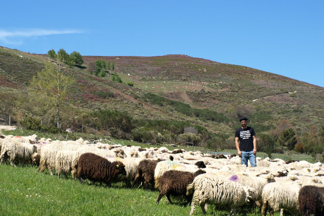 Xoán, no medio das súas ovellas en Ardexarxe (Viana do Bolo)