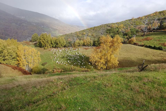 Granxa A Ciruxana (Viana do Bolo) ovino