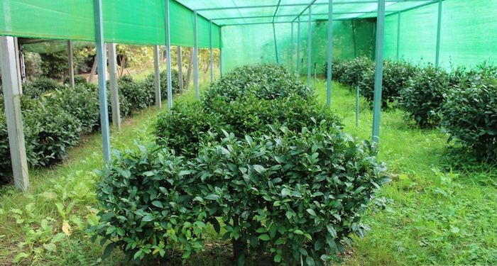 Plantacion de te-EFAreeiro_