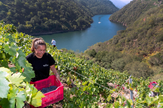 SUSANA GULIN VIÑA COSTEIRA DELAGRO 1