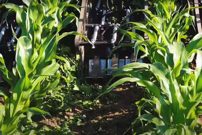 Ensayos de tratamiento eléctrico para control de malas hierbas en plantaciones de maíz