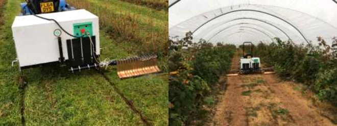 Deshierbe eléctrico en plantaciones de frutos rojos en Reino Unido
