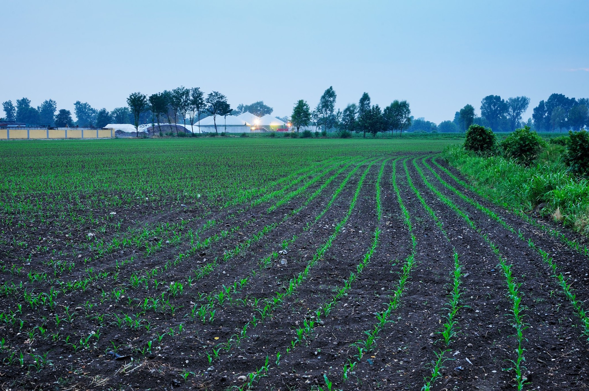 CARIONI (Lombardía) cultivo millo