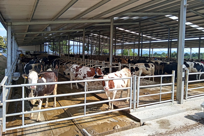 Vacas cruzadas en Gallardo SC