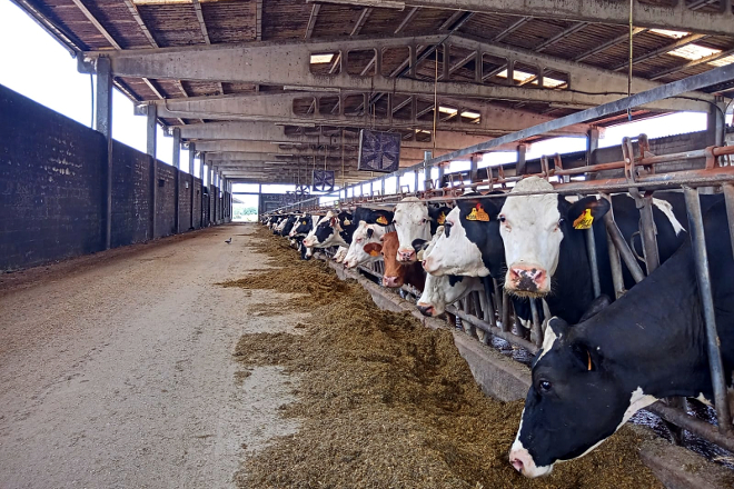 Vacas Procross en SAT A Campa