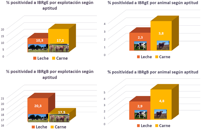 positividade a IBR en granxas de leite e de carne en Galicia3