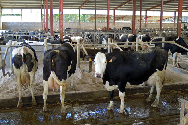 Vacas cruzadas en gandería Condado SL, unha das que participou no estudo