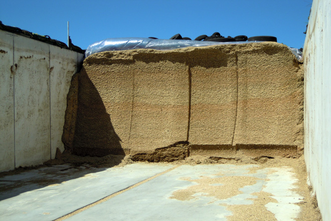 Silo de millo da explotación, a base da ración de alimentación das vacas en produción
