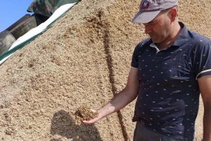Carlos amosa o silo de millo.
