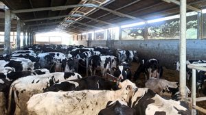 Lote de animais de produción en cama quente.