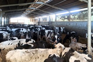 Lote en cama caliente de paja.