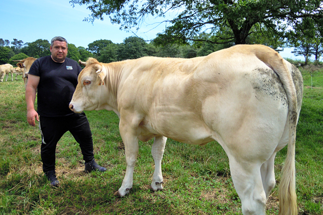 Daniel, cunha das súas vacas na parroquia de Labrada, no concello de Guitiriz