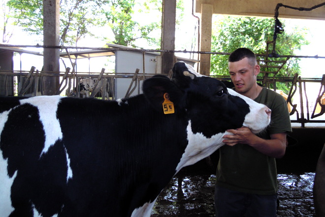 Manuel Sieira, con una de las vacas de uno de los dos lotes de producción